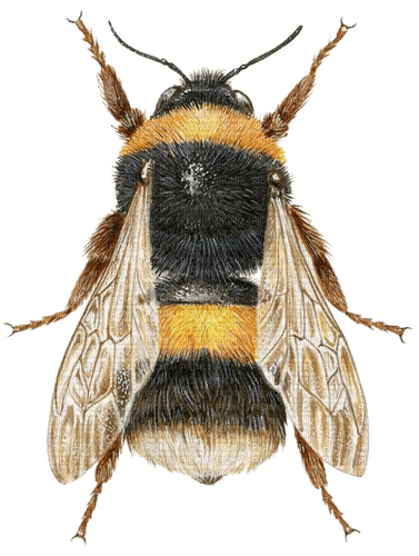 bee biene insect honey abeille - безплатен png