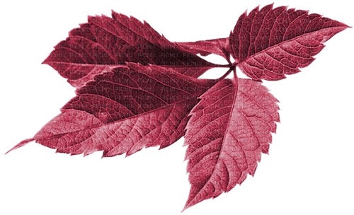 autumn deco kikkapink png purple leaves pink - PNG gratuit