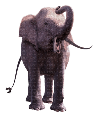 Kaz_Creations Elephants Elephant - ingyenes png
