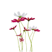 flowers - nemokama png