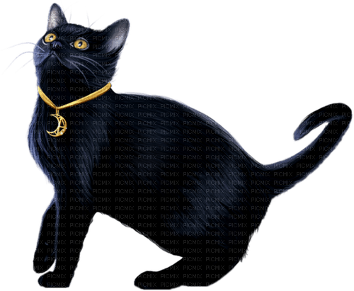 Cat.Black - zdarma png
