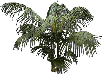 palmera - ilmainen png