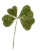 clover детелинка 3 - darmowe png