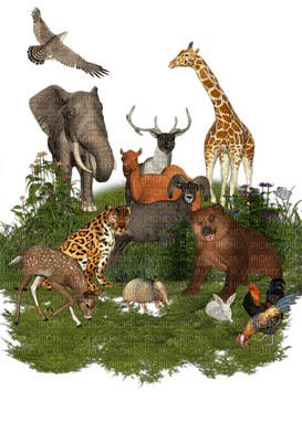 Africa animals bp - nemokama png
