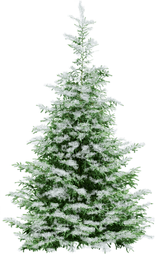 träd gran----fir tree - бесплатно png