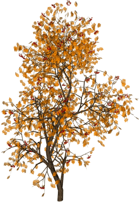 tree - Free PNG