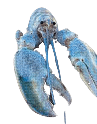 Blue Lobster - Free PNG