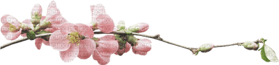 minou-Spring flowering -Vårblommor - gratis png