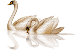 Swan - ücretsiz png