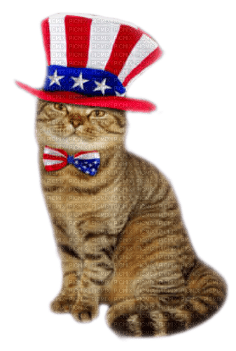 Cat.Patriotic.4th Of July - By KittyKatLuv65 - ingyenes png