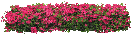 flower - Free animated GIF