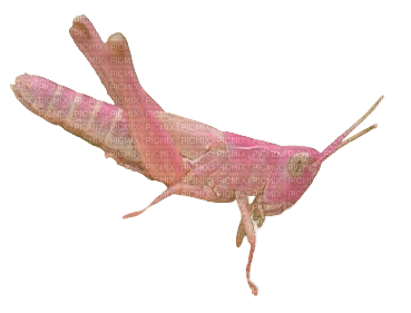 pink grasshopper - PNG gratuit