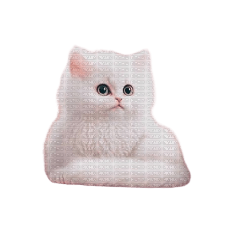 gattino bianco - Free PNG