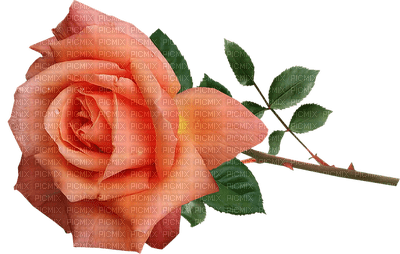 rose, ruusu, kukka, fleur, flower - 無料png
