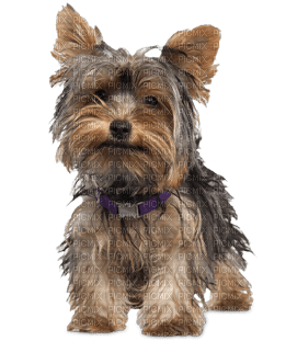 patymirabelle chien yorkshire - bezmaksas png