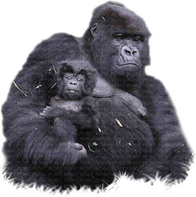 Kaz_Creations Animals Monkeys - png gratuito