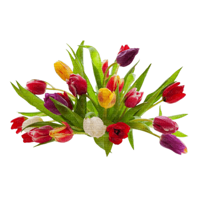 tulipe.Cheyenne63 - Free PNG