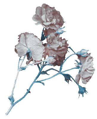 soave deco flowers animated branch rose blue - 免费动画 GIF