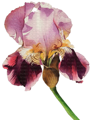 patymirabelle fleurs - ilmainen png