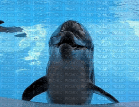 dolphins bp - GIF animasi gratis