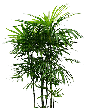 Palm.Tree.Palmier.Tropical.Victoriabea - nemokama png