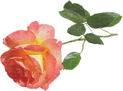 une rose orangée - Free animated GIF