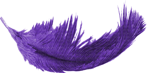 purple feather 3 - png ฟรี