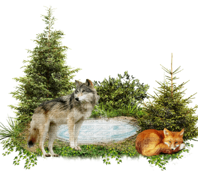 minou-foxes in the woods-rävar i skogen - Free PNG