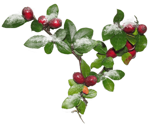 Branche enneigée et baies - png grátis