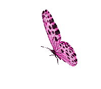 dulcineia8 borboletas - Gratis geanimeerde GIF