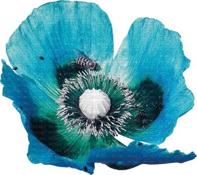 fleur bleu.Cheyenne63 - ücretsiz png