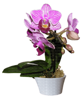 orchids  purple bp - 免费PNG