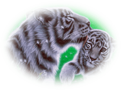 tigre blanc - png grátis