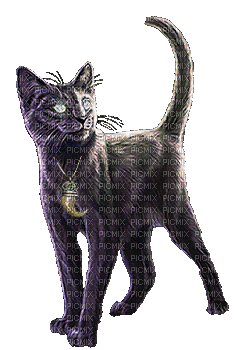 кот cat chat - Бесплатни анимирани ГИФ