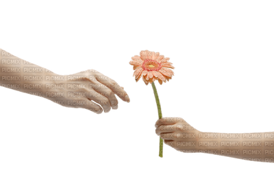hands flower - ücretsiz png