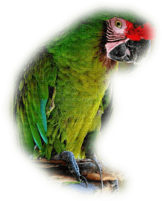 patymirabelle perroquets - png ฟรี