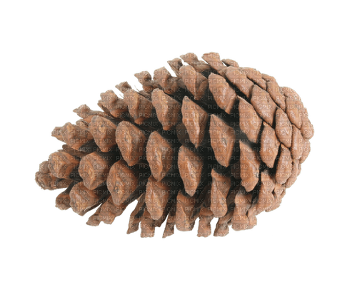 Pine Cone - Free PNG