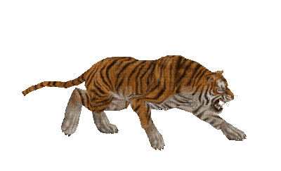 Tigre - GIF animado gratis
