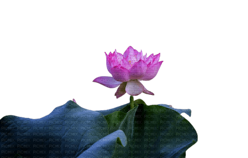 flower,lotus - gratis png