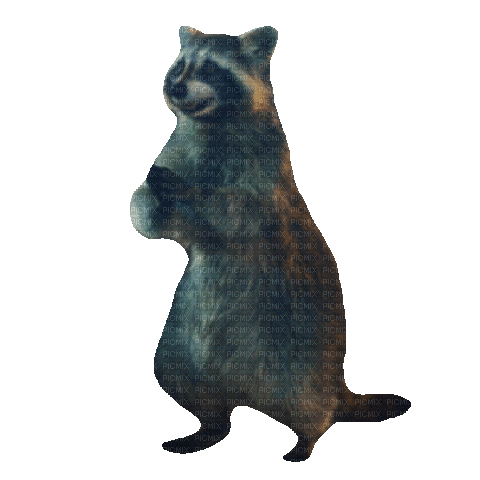 Raccoon Gary - Animovaný GIF zadarmo