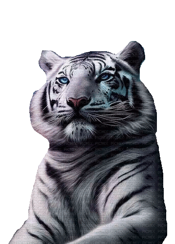 Tiger - Animovaný GIF zadarmo