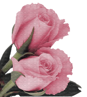 dolceluna pink roses - gratis png