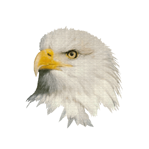 Bird - Bezmaksas animēts GIF