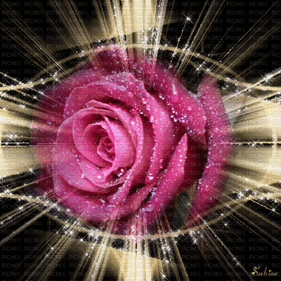 Rosa hermosa - Zdarma animovaný GIF