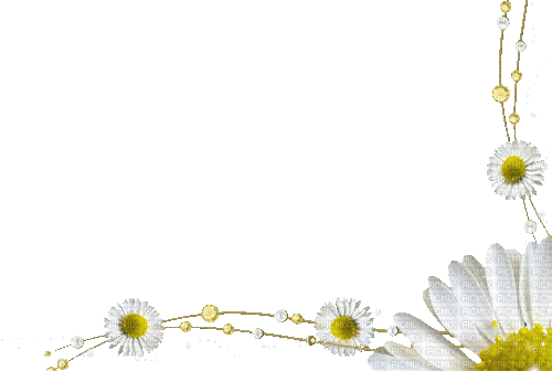 border white flower fleur - GIF animado gratis