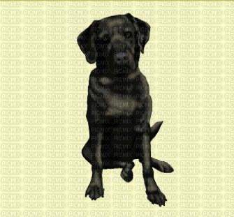 Labrador noir dogzer - bezmaksas png