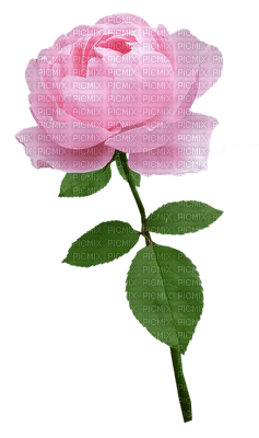 rosa - безплатен png