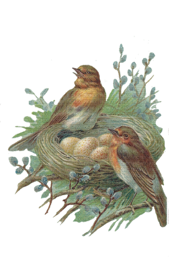 Birds with Nest - ilmainen png