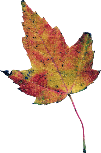 autumn leaf - zdarma png