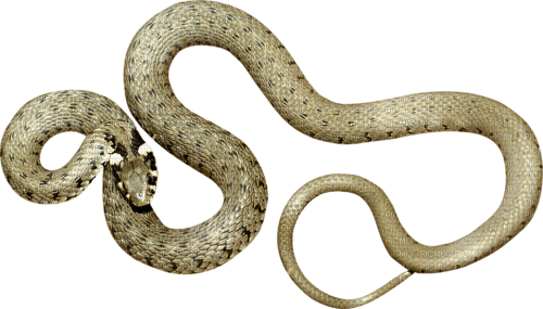 Schlange snake - nemokama png